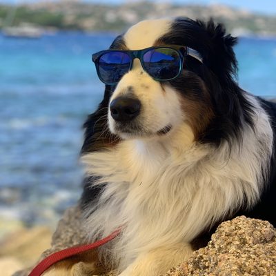 Bruno, unser Praxishund